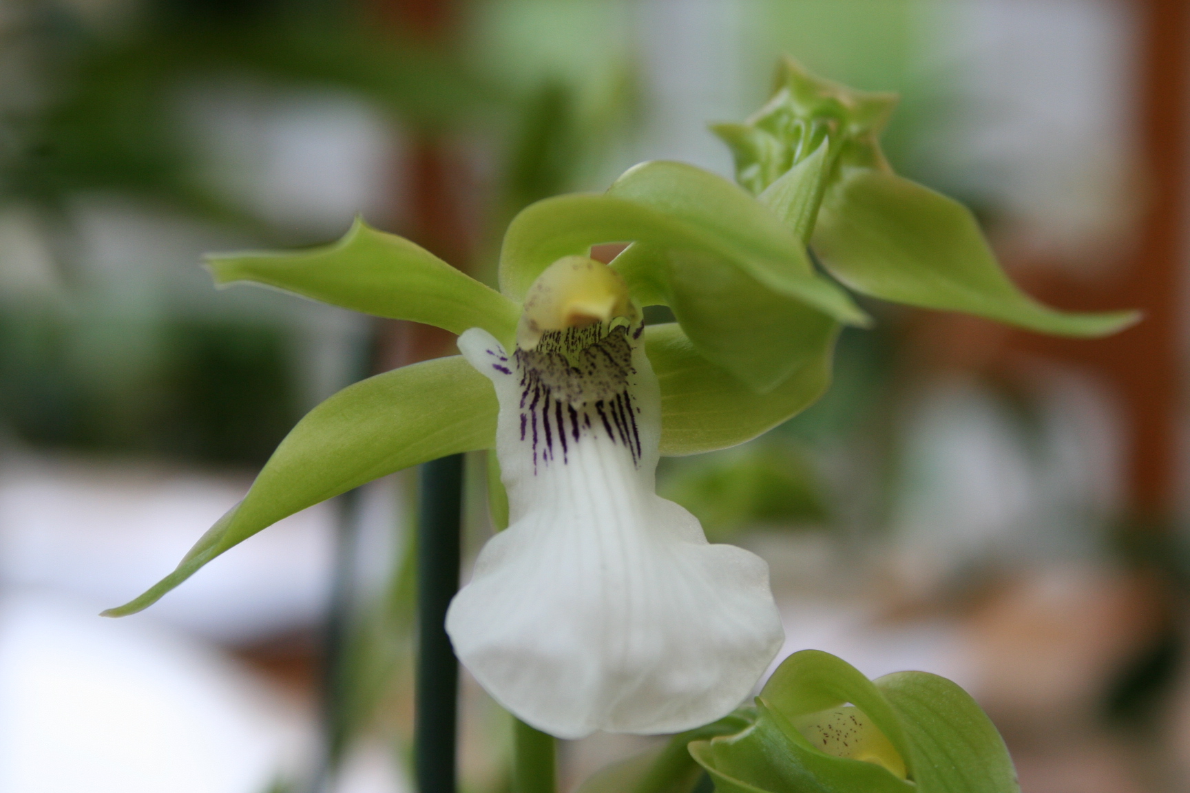 zygopetalum labiosum x neogardneria murrayana 219273IMG1376