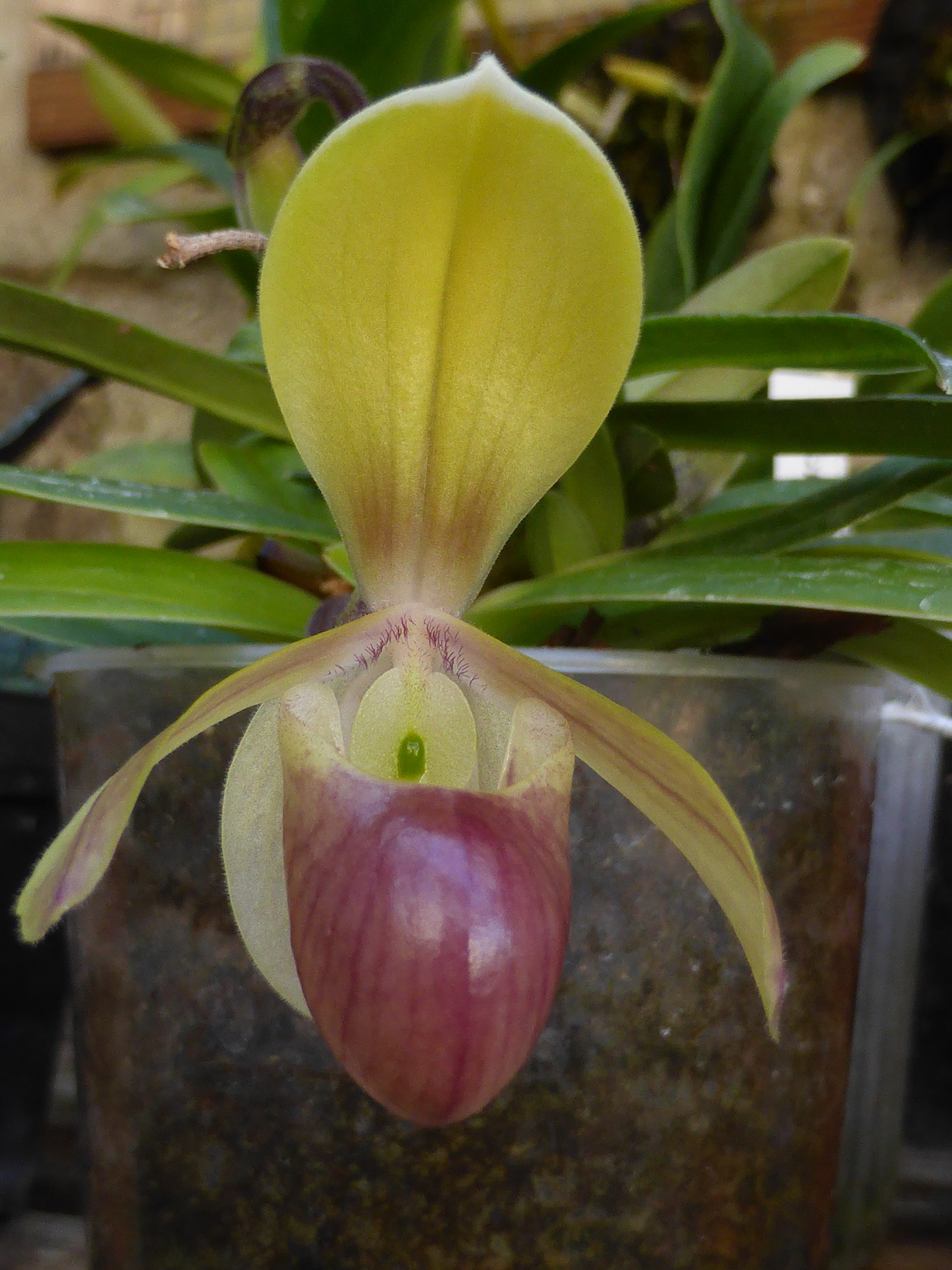 Paphiopedilum helenae 219318flooctobre2016