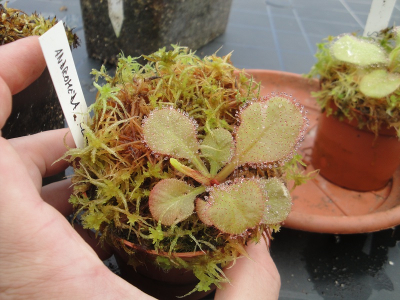 Drosera 'andromeda' (clone 7) 219773DSC02364