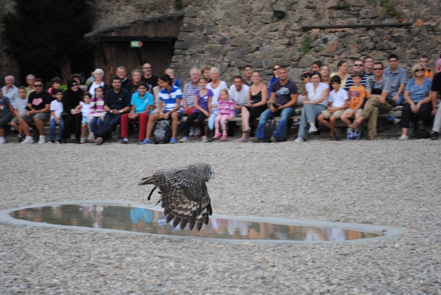 Volerie des Aigles 220521Alsace2012184