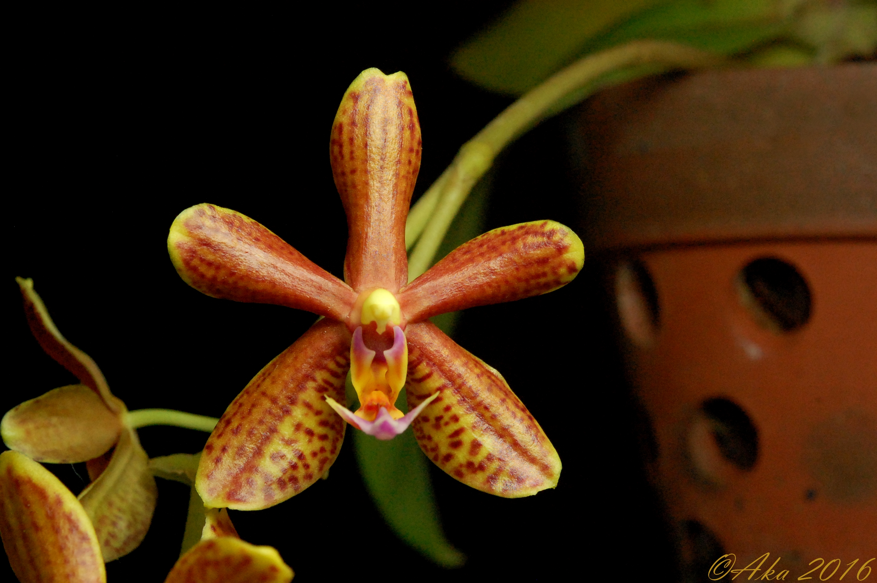 Phalaenopsis Miva Marie Issouli 220997MivaMarieIssouli2