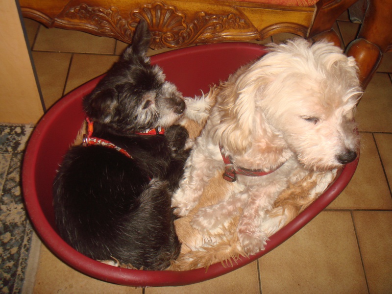 MILAINE F BICHON  12 ANS SPA GIEN (45) ADOPTEE PAR DAYSIE  - Page 2 221190DSC07023