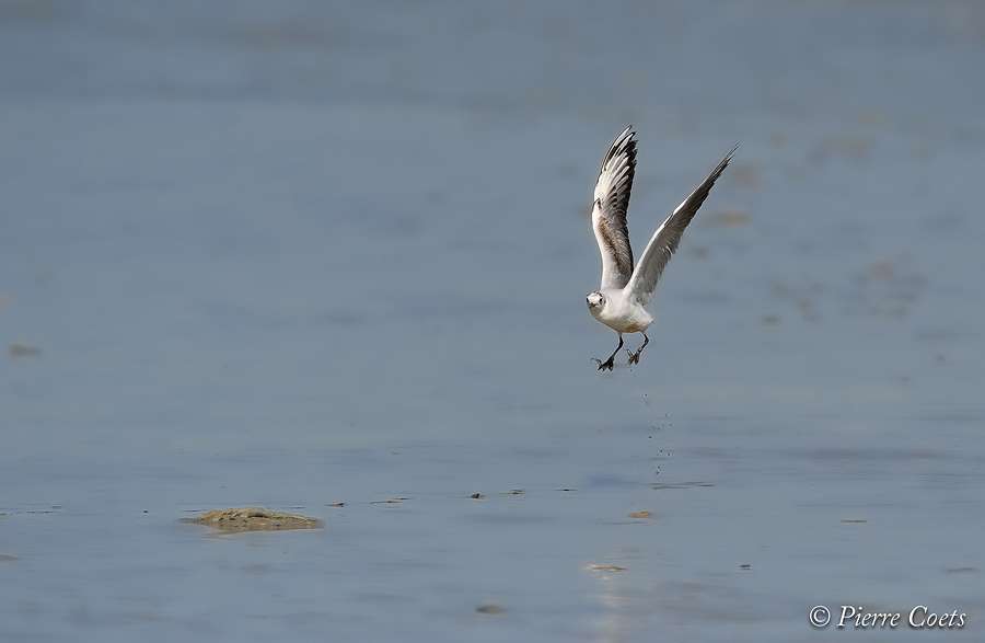  WK en Baie de Somme le 20, 21 et 22 Mai 2011 : Les photos 221396PIE4831