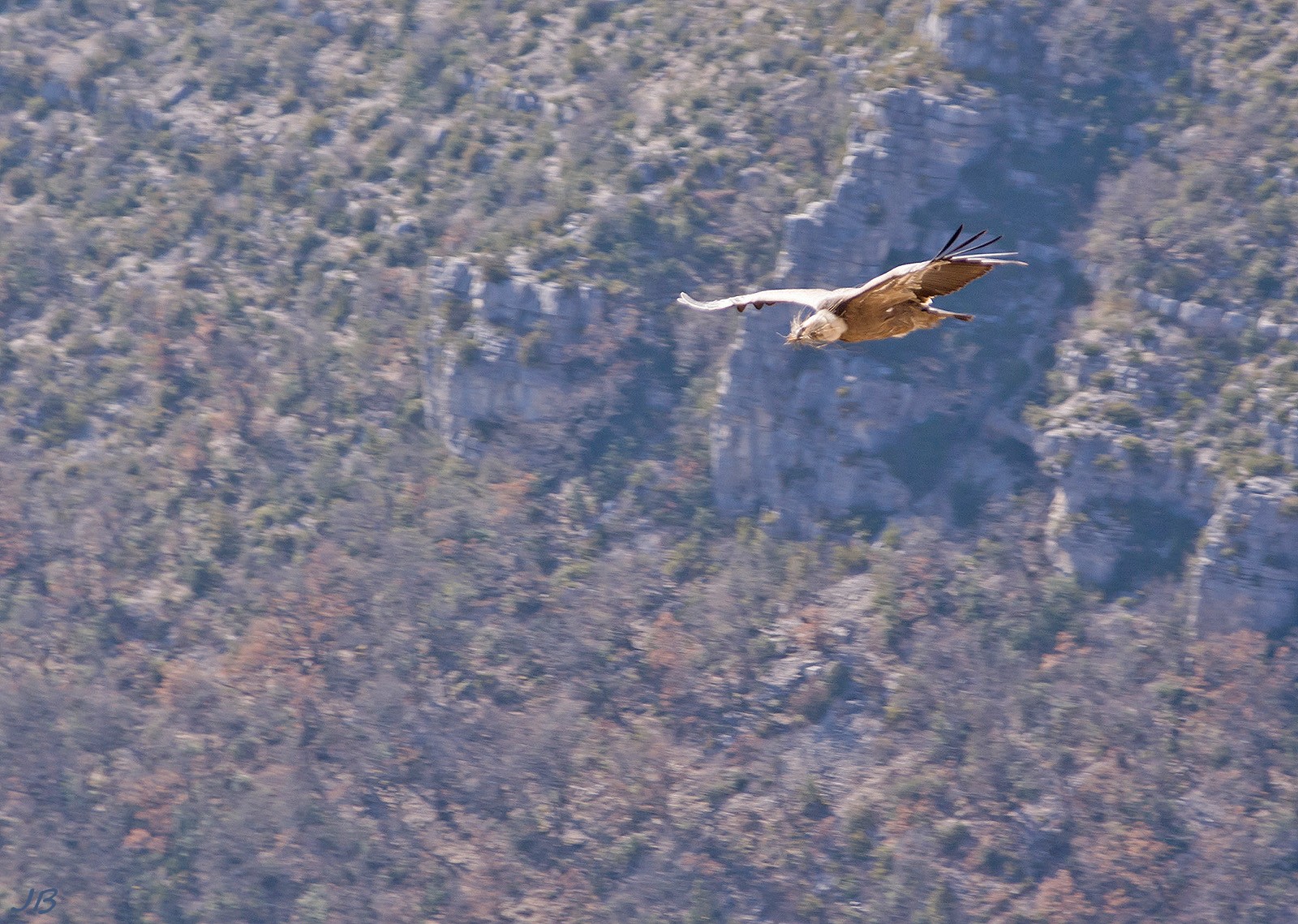 les oiseaux de Camaroney ( mise a jour du 13.06.2021) 222244DSC61501600