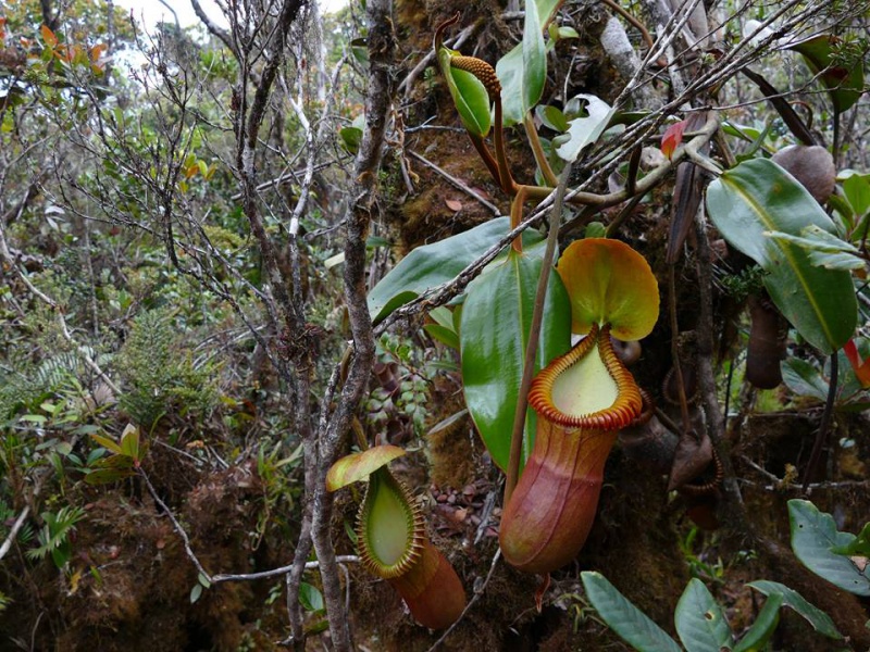 Nepenthes macrophylla sur le Mont Trus Madi à Borneo. 222692222795987967385204857837532646176971231592n