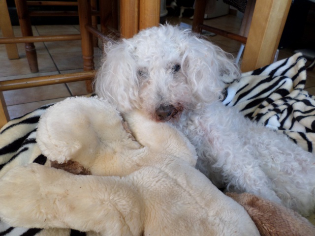 SKIPY CANICHE BLANC MALE 11 ANS - ADOPTE  - Page 4 222739SAM3393