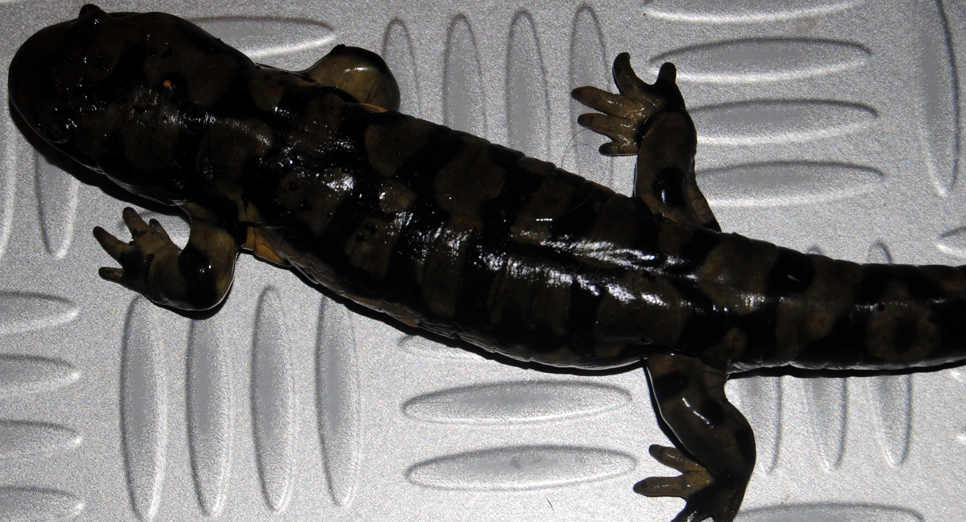 Ambystoma mavortium ? 22284381b