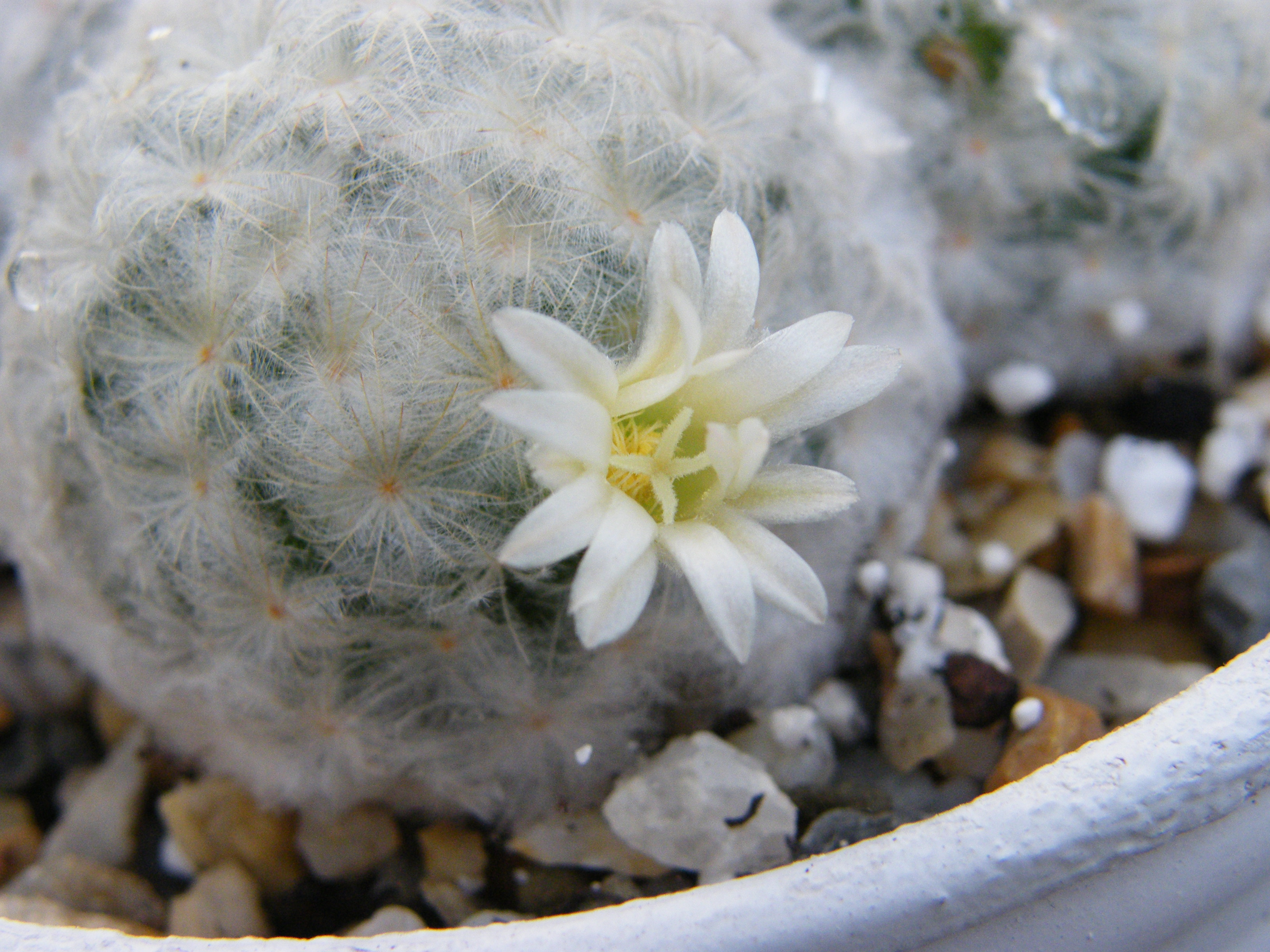    MAMMILLARIA  PLUMOSA 223559Sept2011268Mamplumosa