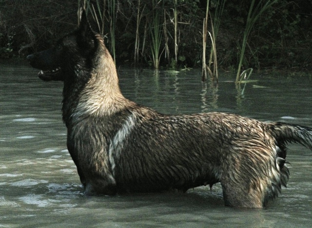 Un trio de malinois !  - Page 13 224469GEDC0031