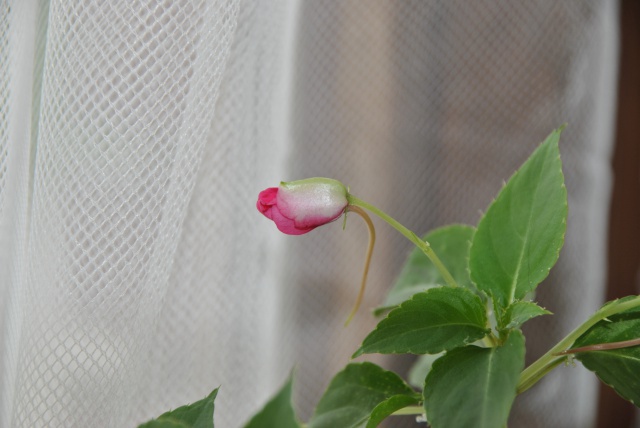 impatiens goutte de sang...rempotage - Page 2 225435DSC0005