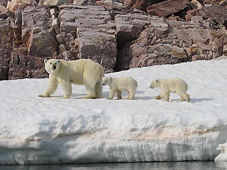 Animaux - Espèces menacées -La panthère nébuleuse +Le Kagou huppé+ autres 225601799pxPolarBearMotherandCubsdetail