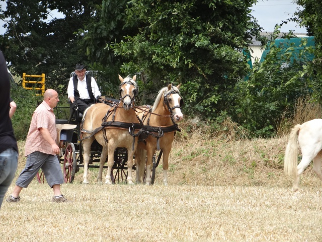 courses de poneys en bretagne 226558DSC00409