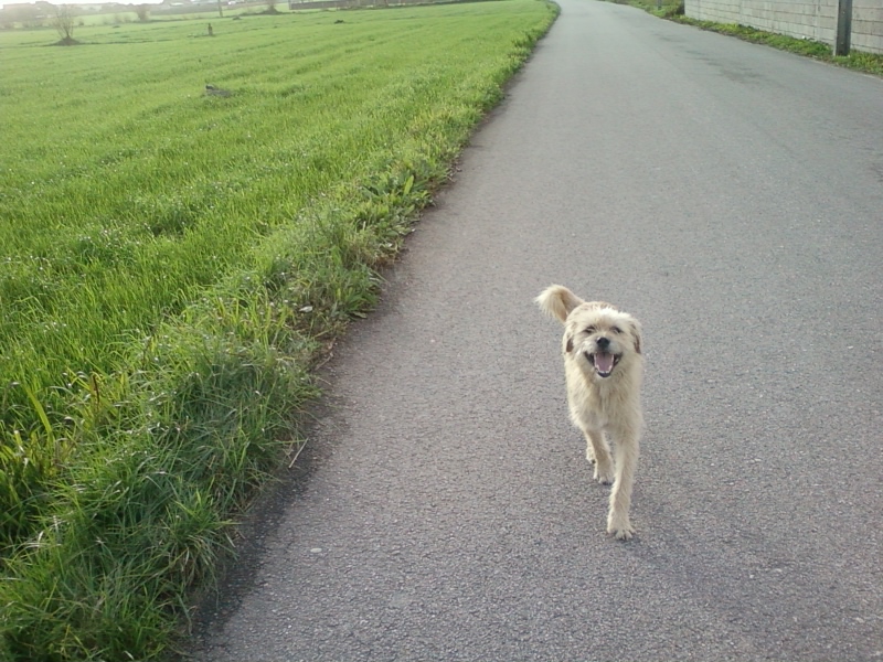 Chien abandonné, recueilli, et désormais dans un état de dépression 226597SPA0357