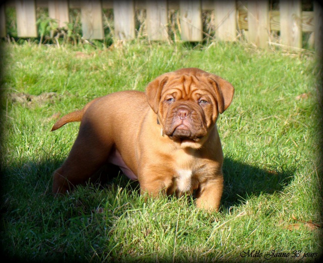 Chili Des Pas de Tacite X Honey bear De l'Aube Rouge (Dogue de Bordeaux) 226722DSC03656