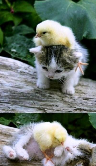 FUNNY ANIMALS 227868poussins