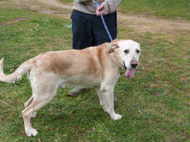 TAYSEN - labrador 10 ans - Spa de Poitiers (86) 228969139fTaysen6