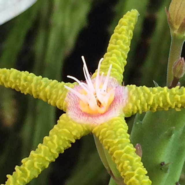 Stapelia flavopurpurea f. jaune 229070stapeliaflavopurpurea1