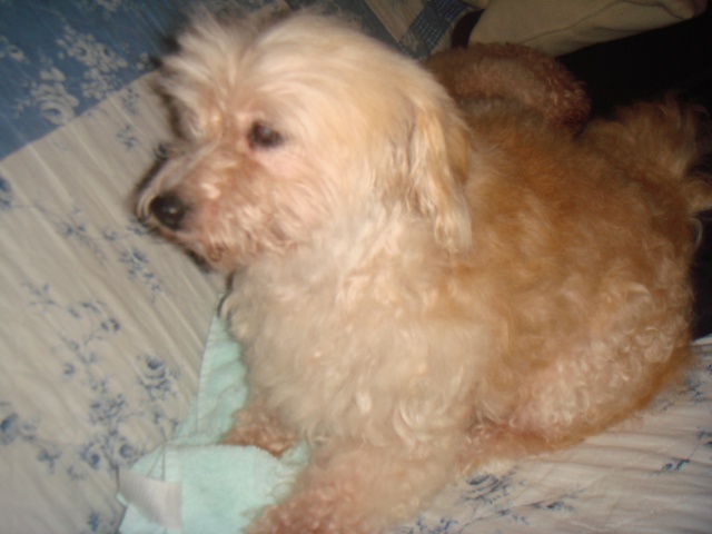 MILAINE F BICHON  12 ANS SPA GIEN (45) ADOPTEE PAR DAYSIE  - Page 2 230614DSC06591