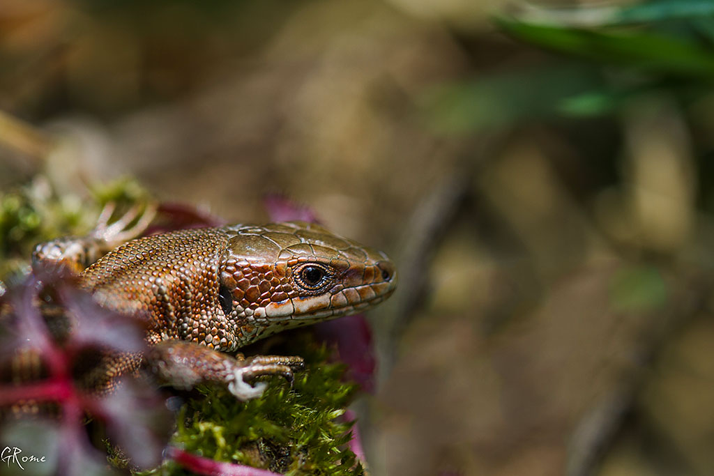 Photos du jour non Lumix 24/03/2013 230657lelzard1024