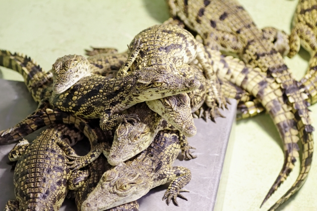 Les crocos de Pierrelatte 234108IMG8322DxO640x480