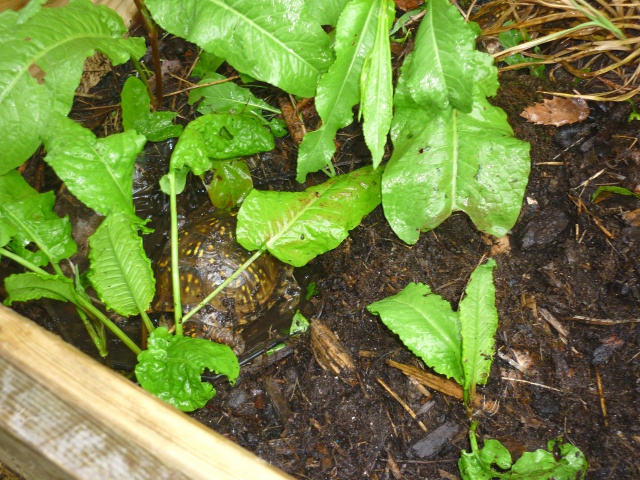 Un après midi sous la pluie.... 234638Terrapenetriunguis010