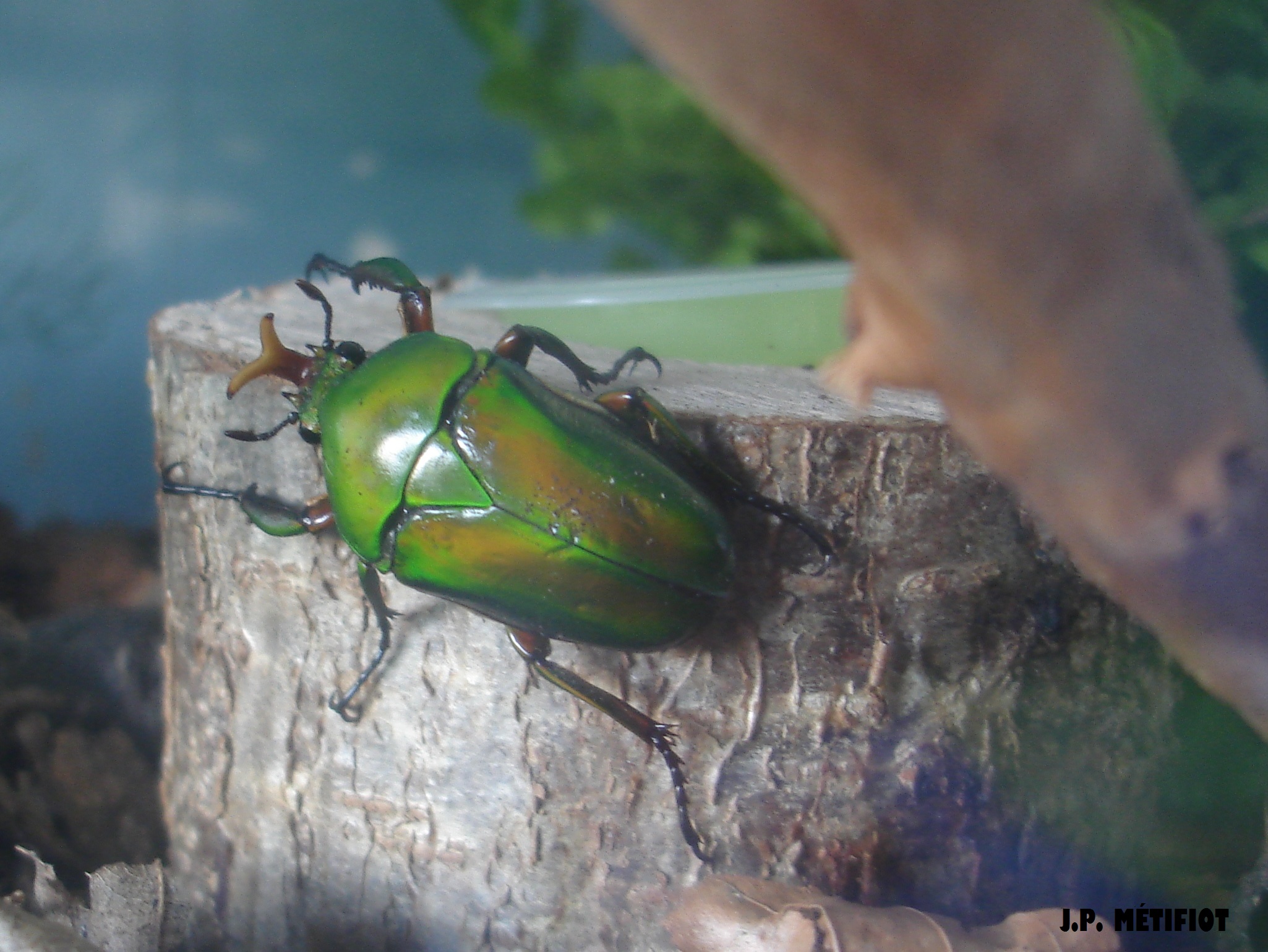 élevage Eudicella 238952DSC06299