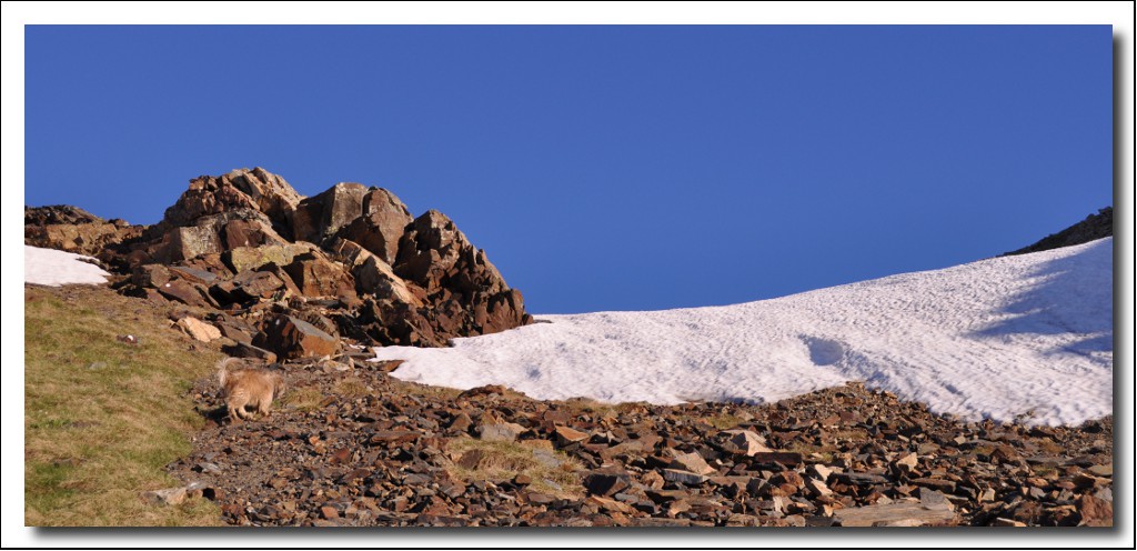 Une vie pyrénéenne de labrit des pyrénées - Page 6 239344arr0319