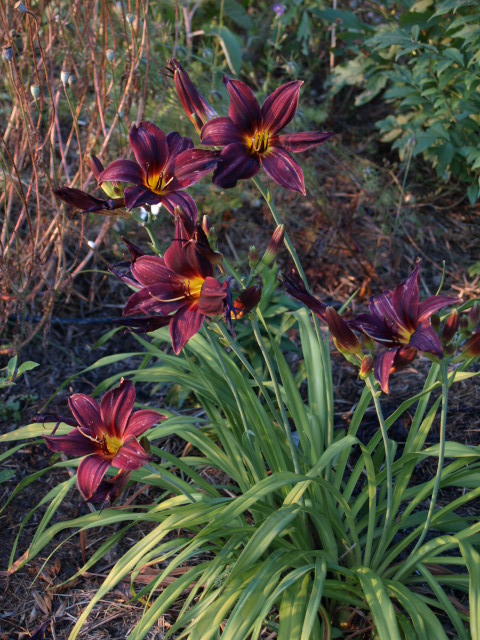 Hemerocalle,Hemerocallis - Page 30 240005americanrevolution