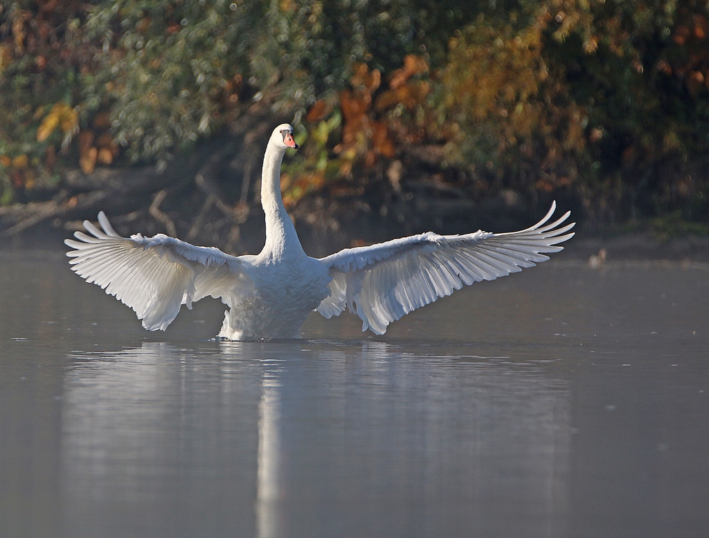 C'est un cygne !!! 240179CygneIMG8947Copier