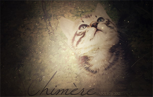 Chimère [Femelle / Solitaire] 240492Chimre