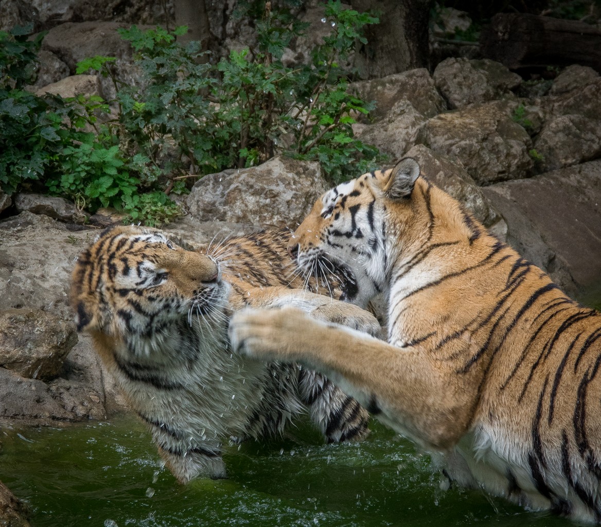 Zoos / Parcs animaliers - Page 9 241624IMGP6193