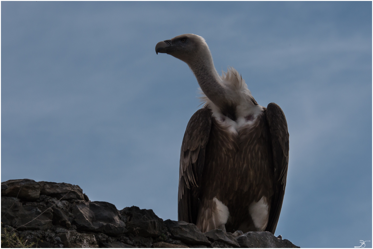 Donjon des aigles 243456LR5P1100019