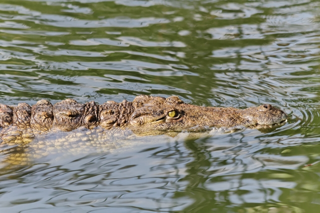 Les crocos de Pierrelatte 244857IMG8268DxO640x480