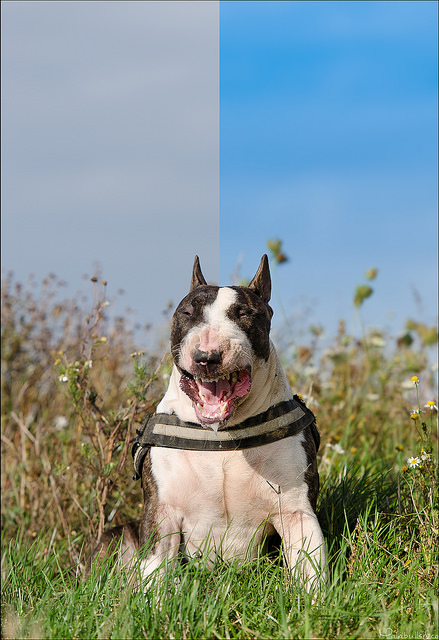 Photographie d'animaux - conseils pour devenir un pro ! - Page 11 2459161641103270516fa131566z