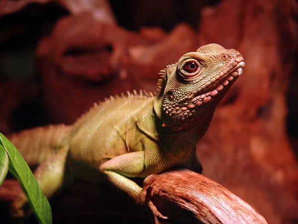 Animaux - Lézards - Caméléon panthère -Anguidae - L'orvet - 246226dragoneau214dbf70