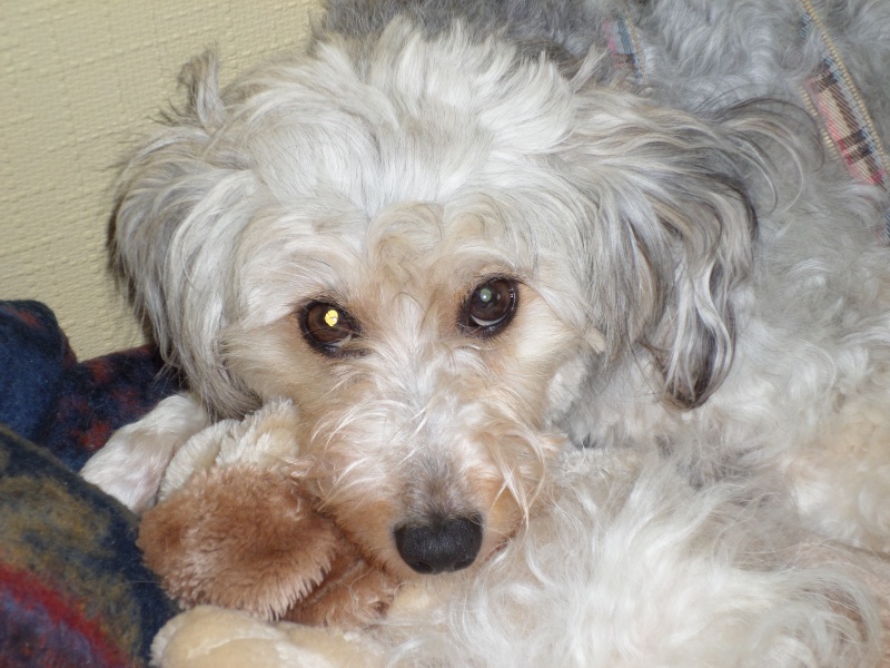 DAFFIE, gentille petite croisée griffon/york de 7 ans  246280SAM1924