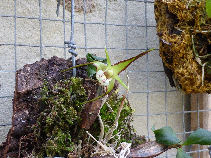 Dendrobium tetragonum ? 247301P1070449