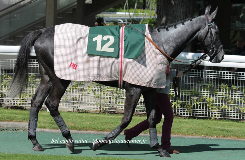 Photos Auteuil 27-04-2016 - Page 2 247565IMG1164