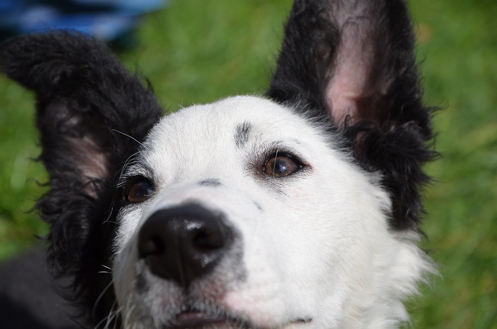 Bandit le cabri et Ivy la chipie (BC) 247942DSC0338