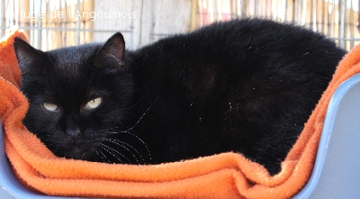 ESMERALDA 9 ANS JOLIE PANTHERE NOIRE PEUREUSE MAIS GENTILLE REFUGE DE L'ANGOUMOIS 16 248477esmeralda723