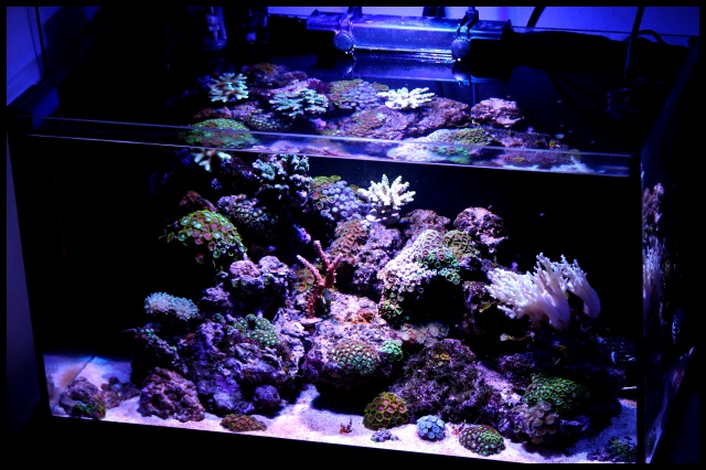 Micro Reef 120L 248540150605073220790096