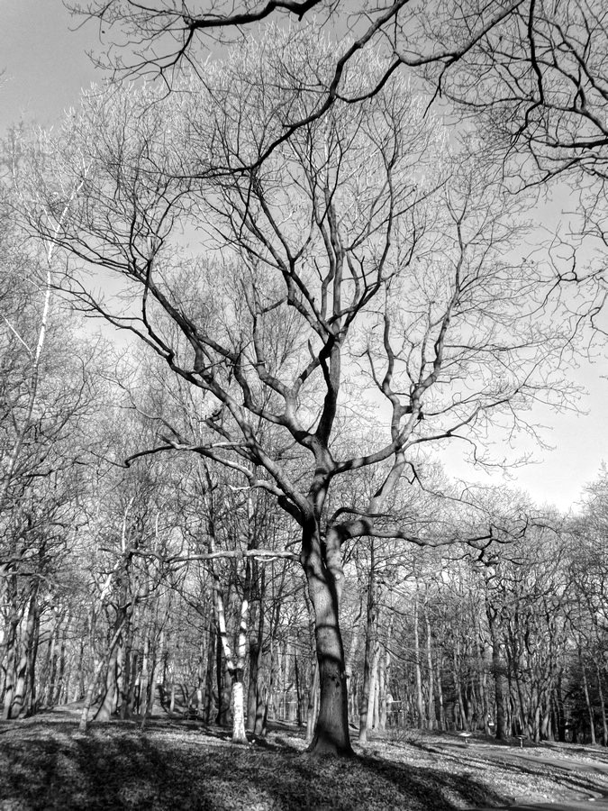 [fil ouvert] la forêt dans tous ses états - Page 13 249103048Copier