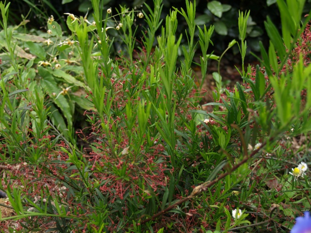 euonymus nanus turkestanicus 250684P5156771