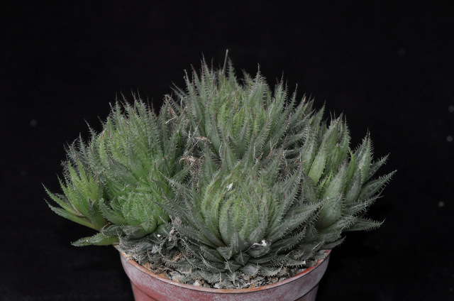 Haworthia à rempoter ! 253021cooperiminimagracilistenera