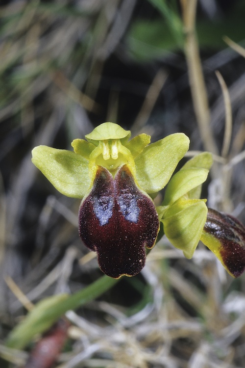 Ophrys peraiolae & zonata 2547213583