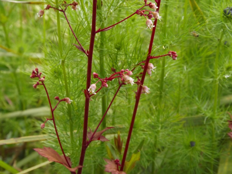 Heuchera - heuchère - variétés 254792heuche768refleur1