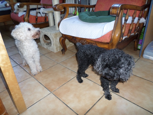 SKIPY CANICHE BLANC MALE 11 ANS - ADOPTE  - Page 4 254813SAM2516