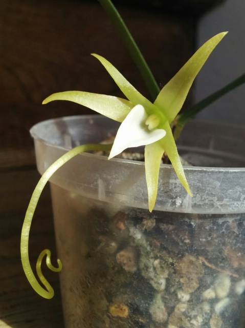 Angraecum litorale 255534Fotor142547094286235