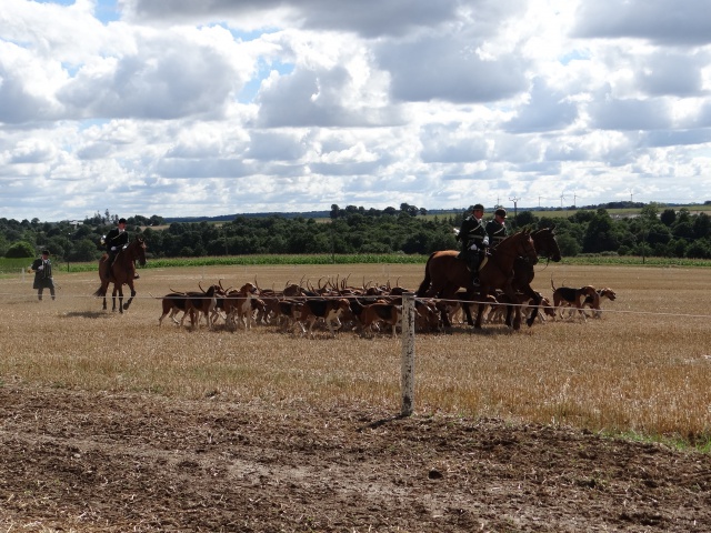 courses de poneys en bretagne 256738DSC00458