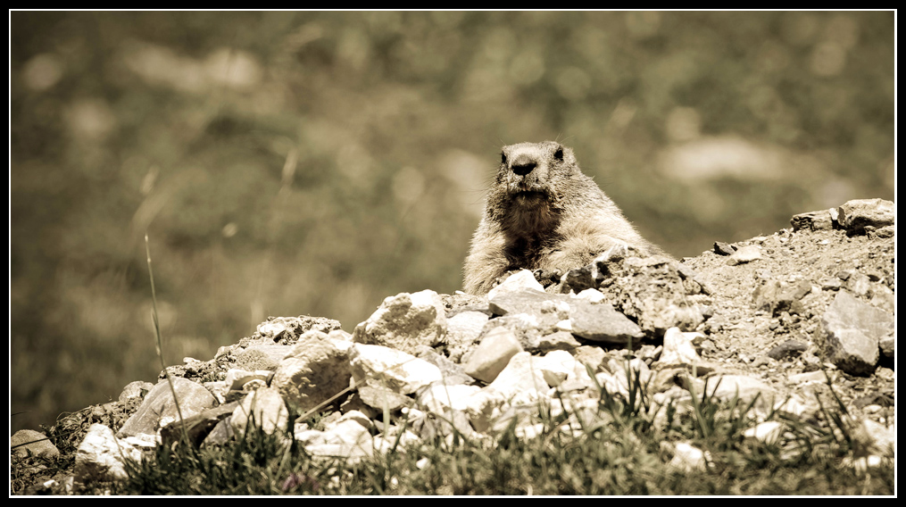 Marmottes en milieu naturel 257228IMGP1092